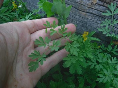 Corydalis sibirica, photographed by Rose Zappa