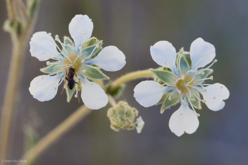 Potentilla kingii, photographed by Ken-ichi Ueda