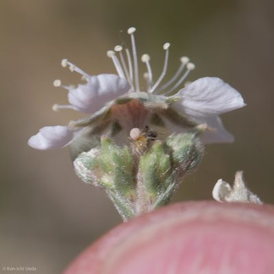 Potentilla kingii, photographed by Ken-ichi Ueda