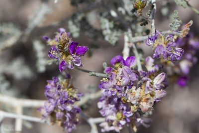 Psorothamnus polydenius, photographed by Ken-ichi Ueda