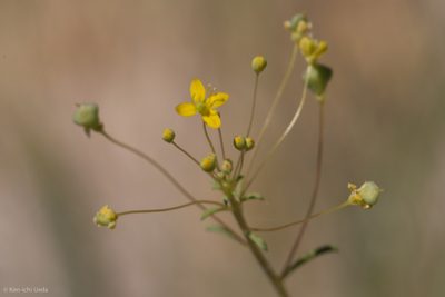 Cleomella parviflora, photographed by Ken-ichi Ueda