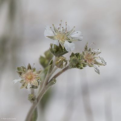 Potentilla kingii, photographed by Ken-ichi Ueda