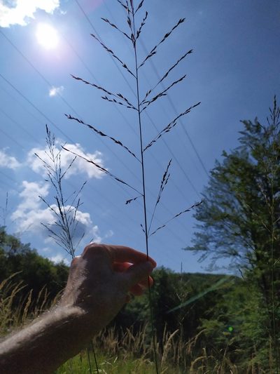 Molinia arundinacea, photographed by carnifex
