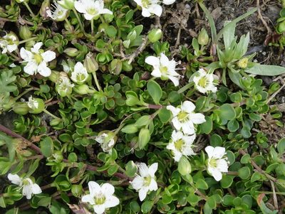 Arenaria biflora, photographed by Wolfgang Jauch