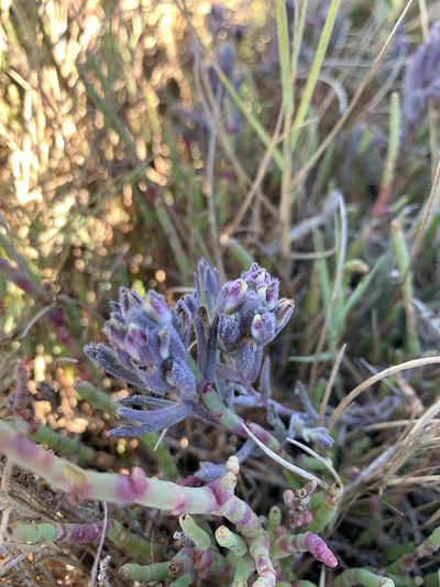 Chloropyron maritimum, photographed by Scott Loarie