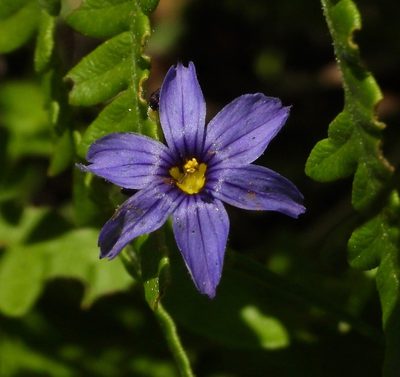 Sisyrinchium idahoense, photographed by desertnaturalist