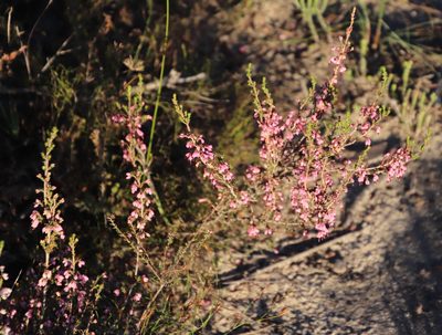 Erica placentiflora, photographed by Tony Rebelo