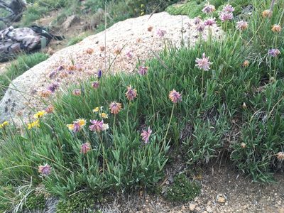 Trifolium attenuatum, photographed by Cecelia Alexander
