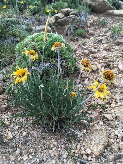 Hymenoxys brandegeei, photographed by Cecelia Alexander
