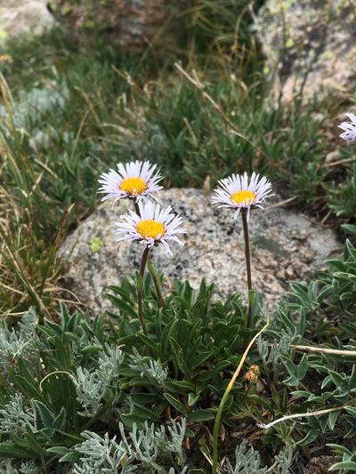 Erigeron grandiflorus, photographed by Cecelia Alexander