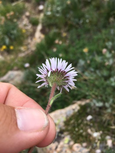 Erigeron grandiflorus, photographed by Cecelia Alexander