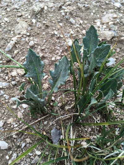 Senecio taraxacoides, photographed by Cecelia Alexander