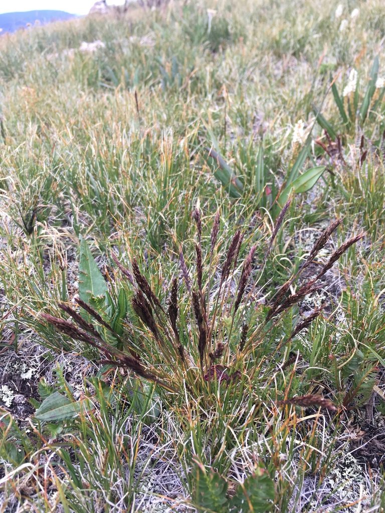 Festuca minutiflora, photographed by Cecelia Alexander