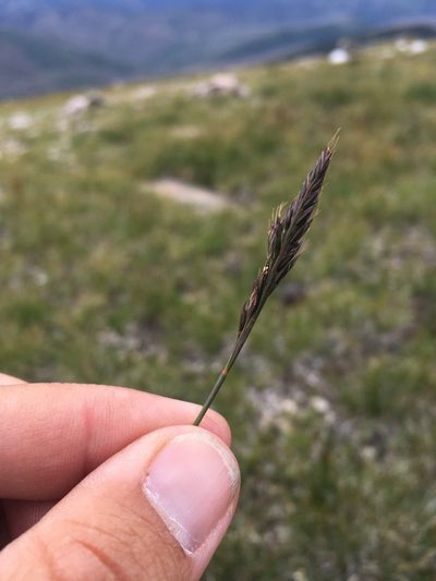Festuca minutiflora, photographed by Cecelia Alexander