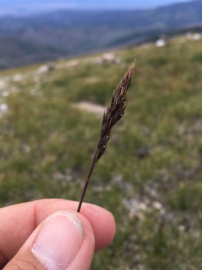 Festuca minutiflora, photographed by Cecelia Alexander