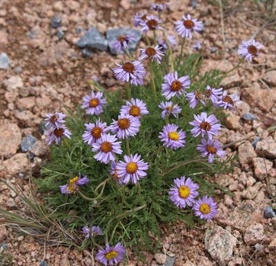 Erigeron pinnatisectus, photographed by Lauren McLaurin