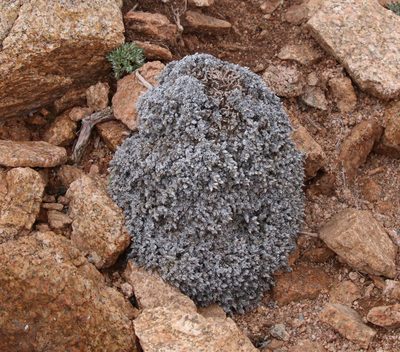 Paronychia pulvinata, photographed by Lauren McLaurin
