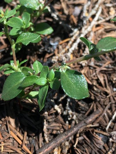 Polygonum minimum, photographed by Matt Berger