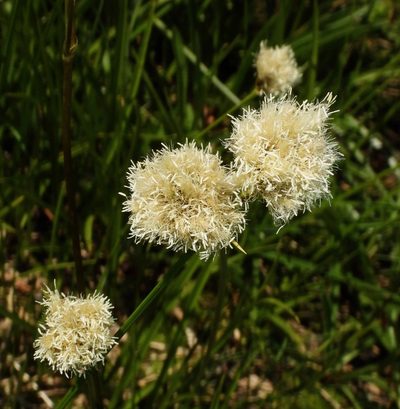 Calliscirpus criniger, photographed by desertnaturalist