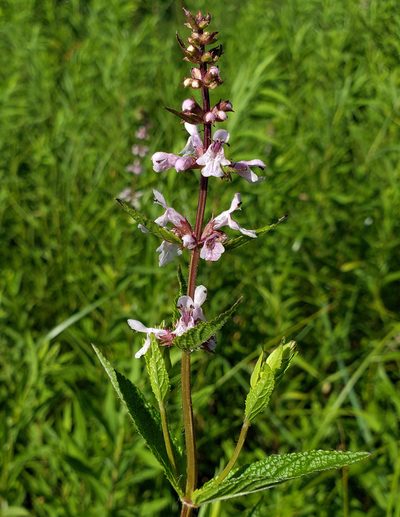 Stachys hispida, photographed by aarongunnar