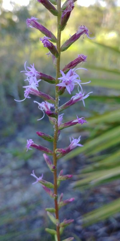 Liatris provincialis, photographed by Briggs Armstrong