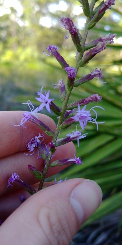 Liatris provincialis, photographed by Briggs Armstrong
