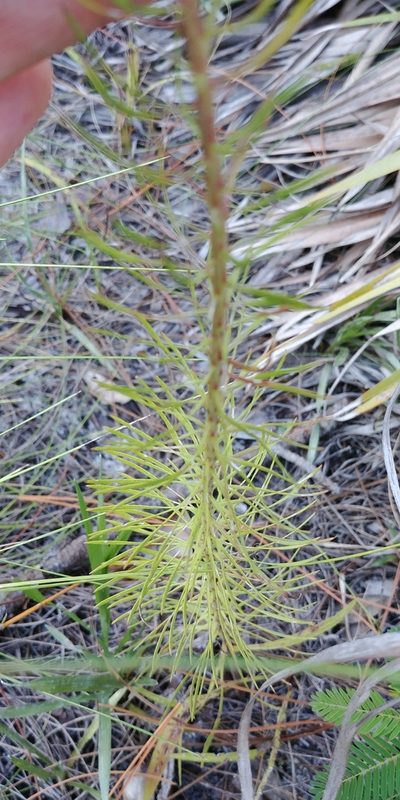Liatris provincialis, photographed by Briggs Armstrong