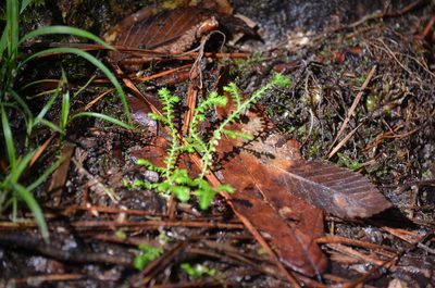 Selaginella ludoviciana, photographed by Jody Shugart