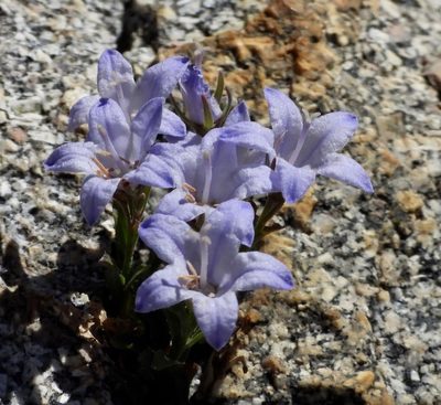 Campanula shetleri, photographed by desertnaturalist