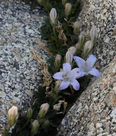 Campanula shetleri, photographed by desertnaturalist