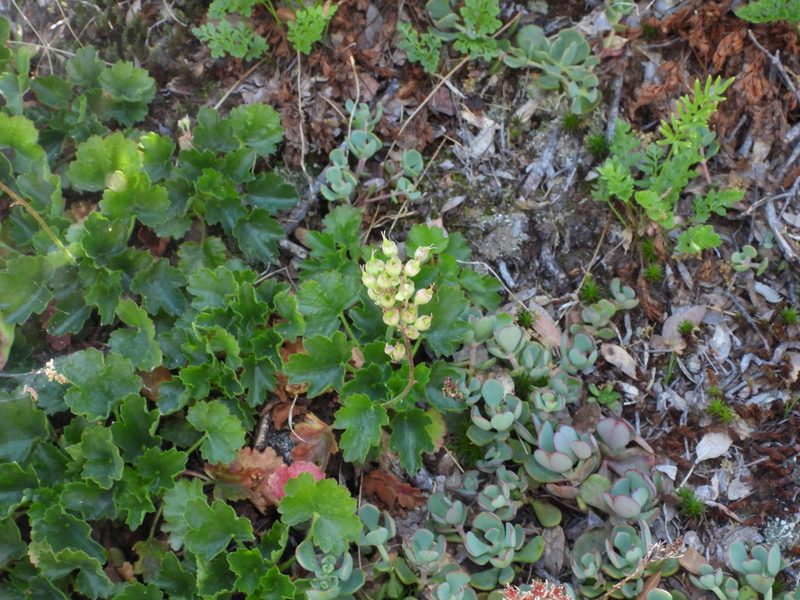 Heuchera merriamii, photographed by desertnaturalist