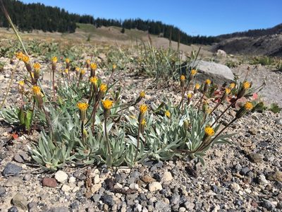 Raillardella argentea, photographed by Matt Berger