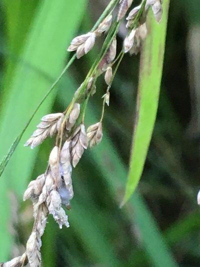 Glyceria elata, photographed by Harry Podschwit