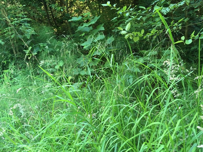 Glyceria elata, photographed by Harry Podschwit