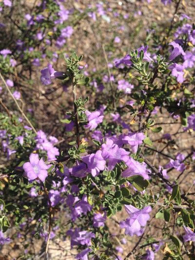 Leucophyllum laevigatum, photographed by Oscar C. González Martínez