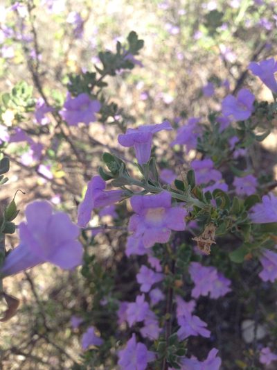 Leucophyllum laevigatum, photographed by Oscar C. González Martínez