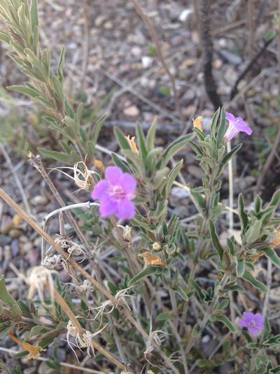 Dyschoriste decumbens, photographed by Oscar C. González Martínez
