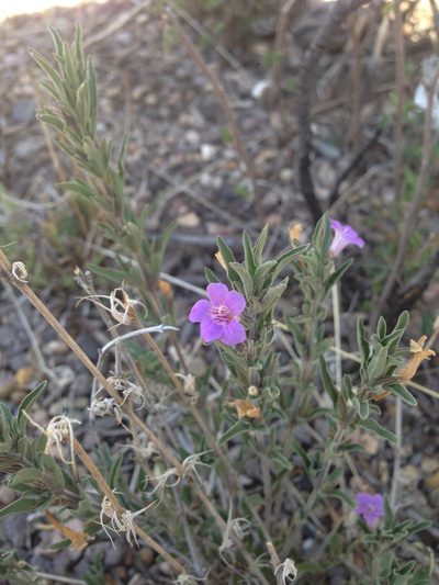 Dyschoriste decumbens, photographed by Oscar C. González Martínez