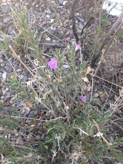 Dyschoriste decumbens, photographed by Oscar C. González Martínez