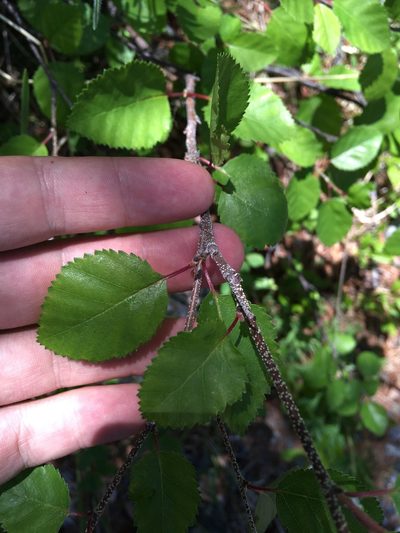 Betula fruticosa, photographed by Rose Zappa