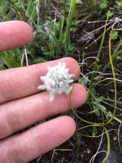 Leontopodium ochroleucum, photographed by Rose Zappa