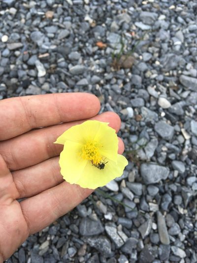 Oreomecon nudicaulis, photographed by Rose Zappa