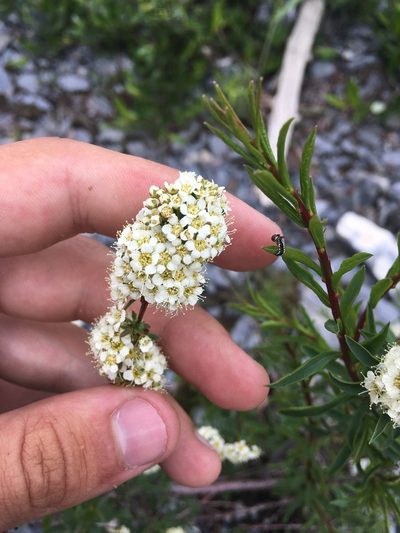 Spiraea alpina, photographed by Rose Zappa