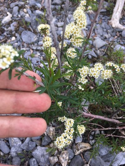 Spiraea alpina, photographed by Rose Zappa
