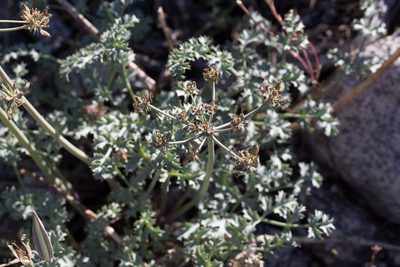 Lomatium rigidum, photographed by Ken-ichi Ueda