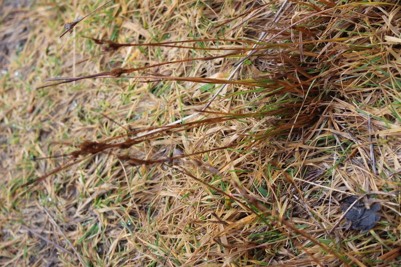 Juncus acuminatus, photographed by Joe Potter Butler