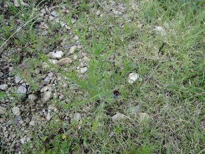 Porophyllum linaria, photographed by Leticia Jiménez Hernández