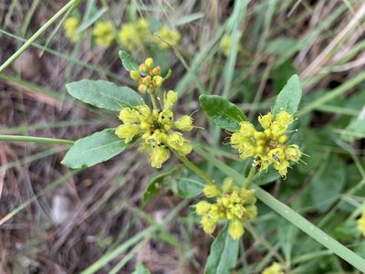 Eriogonum wootonii, photographed by CK2AZ