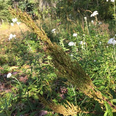 Artemisia suksdorfii, photographed by Harry Podschwit