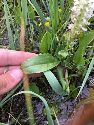 Lagotis integrifolia, photographed by Rose Zappa